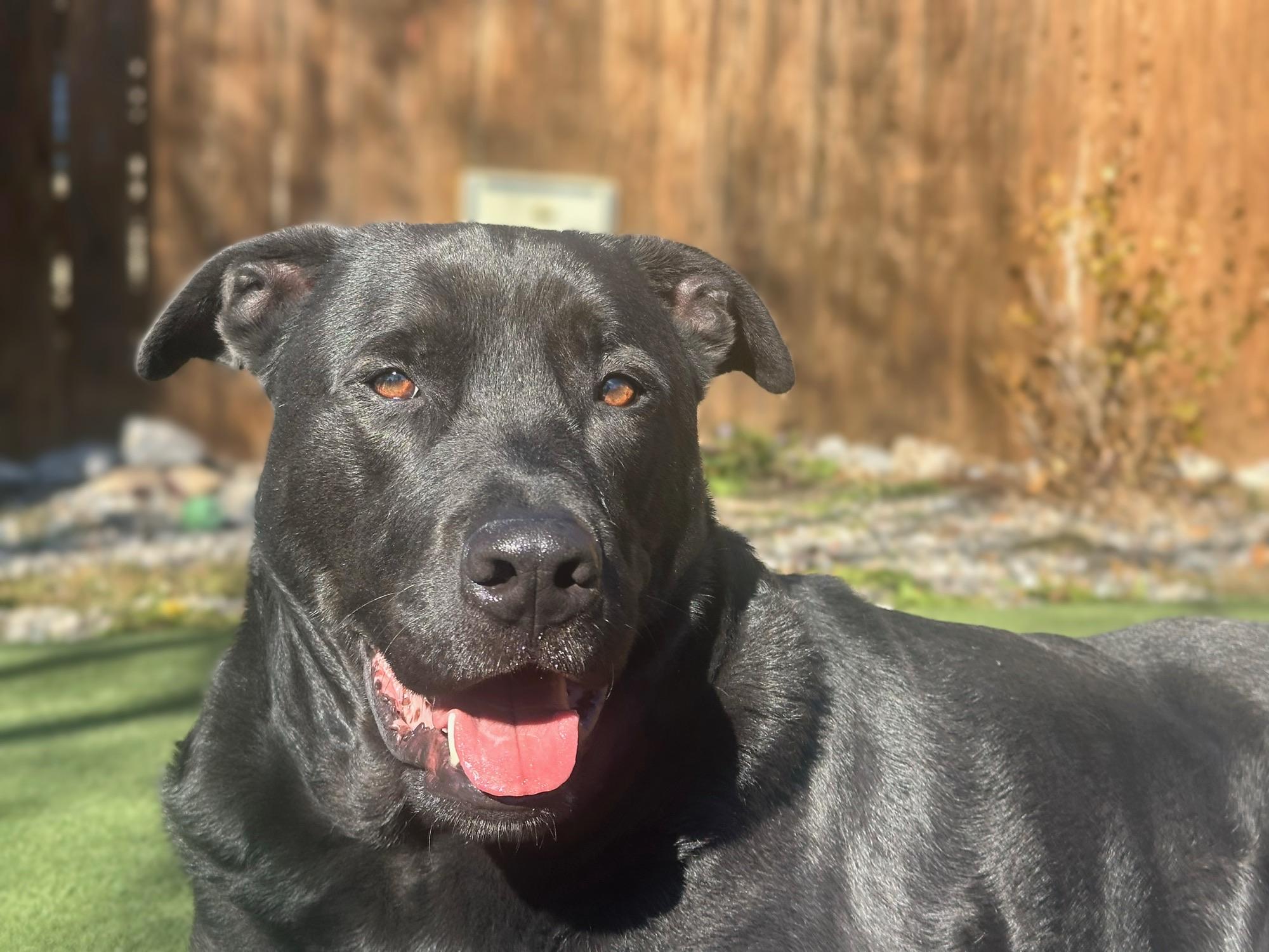 Blue, adoptable, Adult Male Black Labrador Retriever & Pit Bull Terrier.
