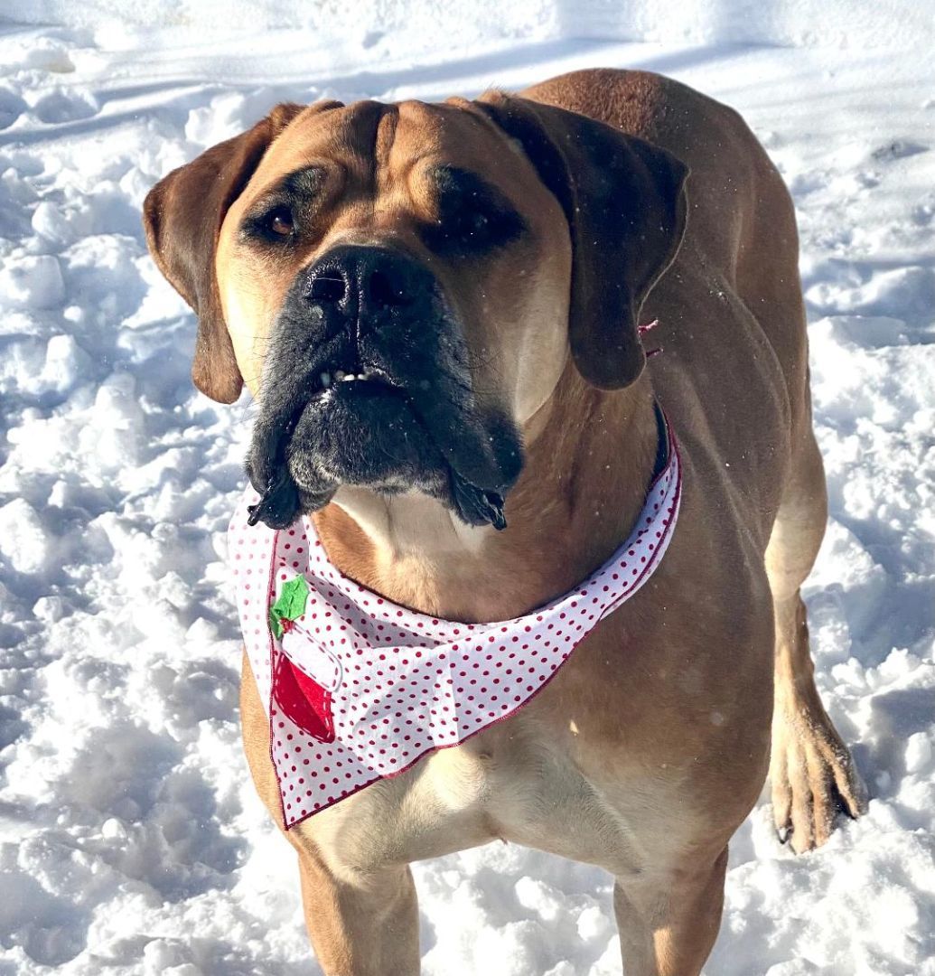 Belle, an adopted Mastiff in Crested Butte , CO_image-1