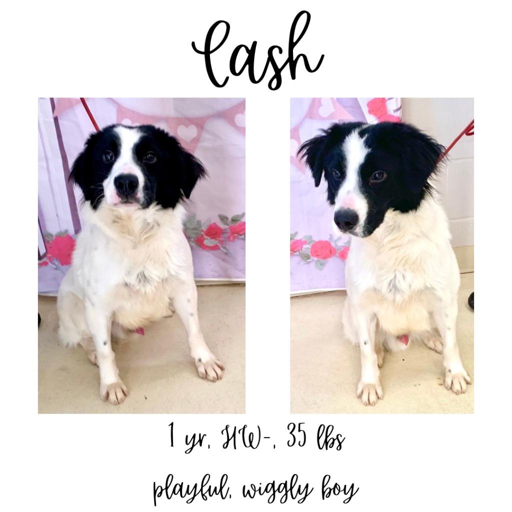 Cash, Adoptable, Adult Male Border Collie.