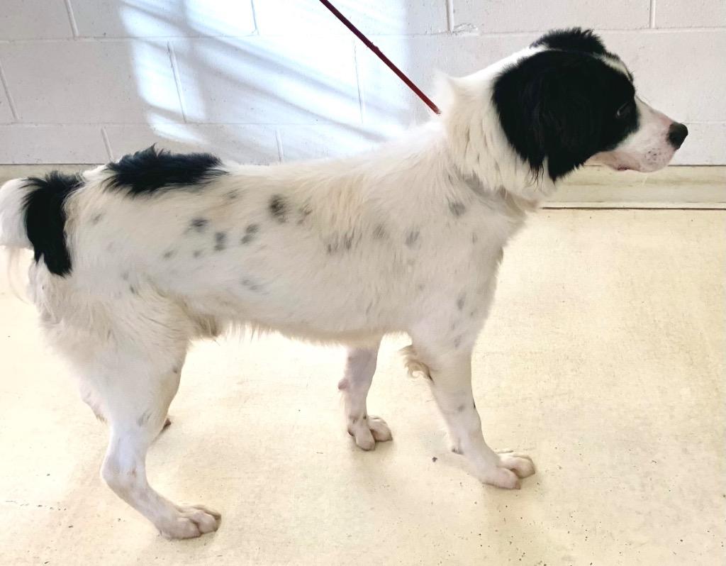 Cash, Adoptable, Adult Male Border Collie.