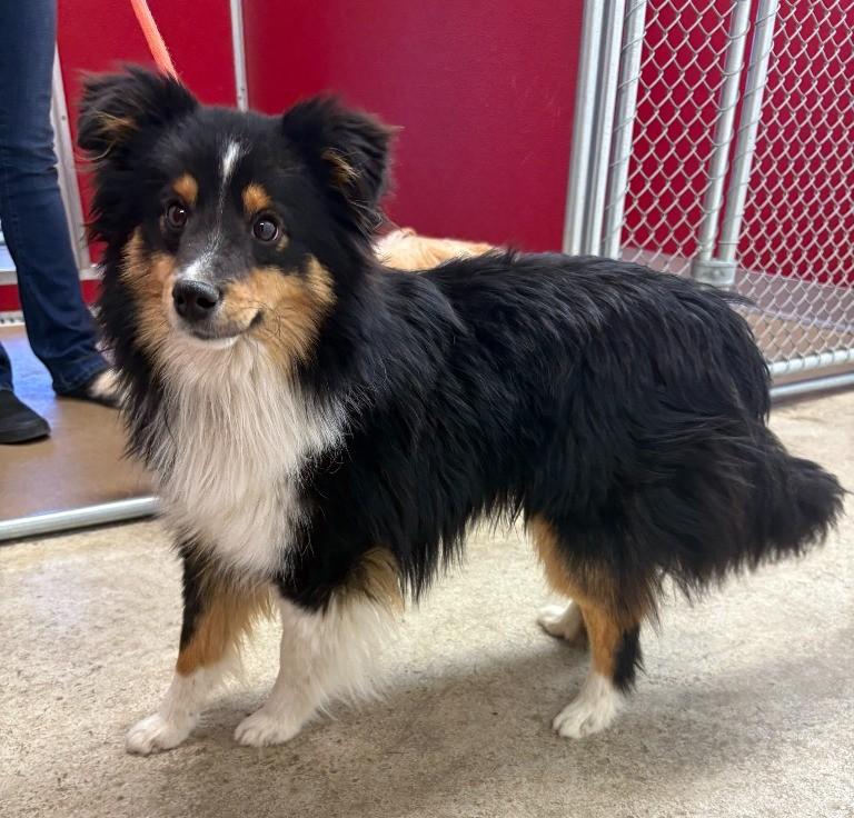 Enlarge Maxwell, a ADOPTABLE Shetland Sheepdog / Sheltie in Greeley, CO image 2/2