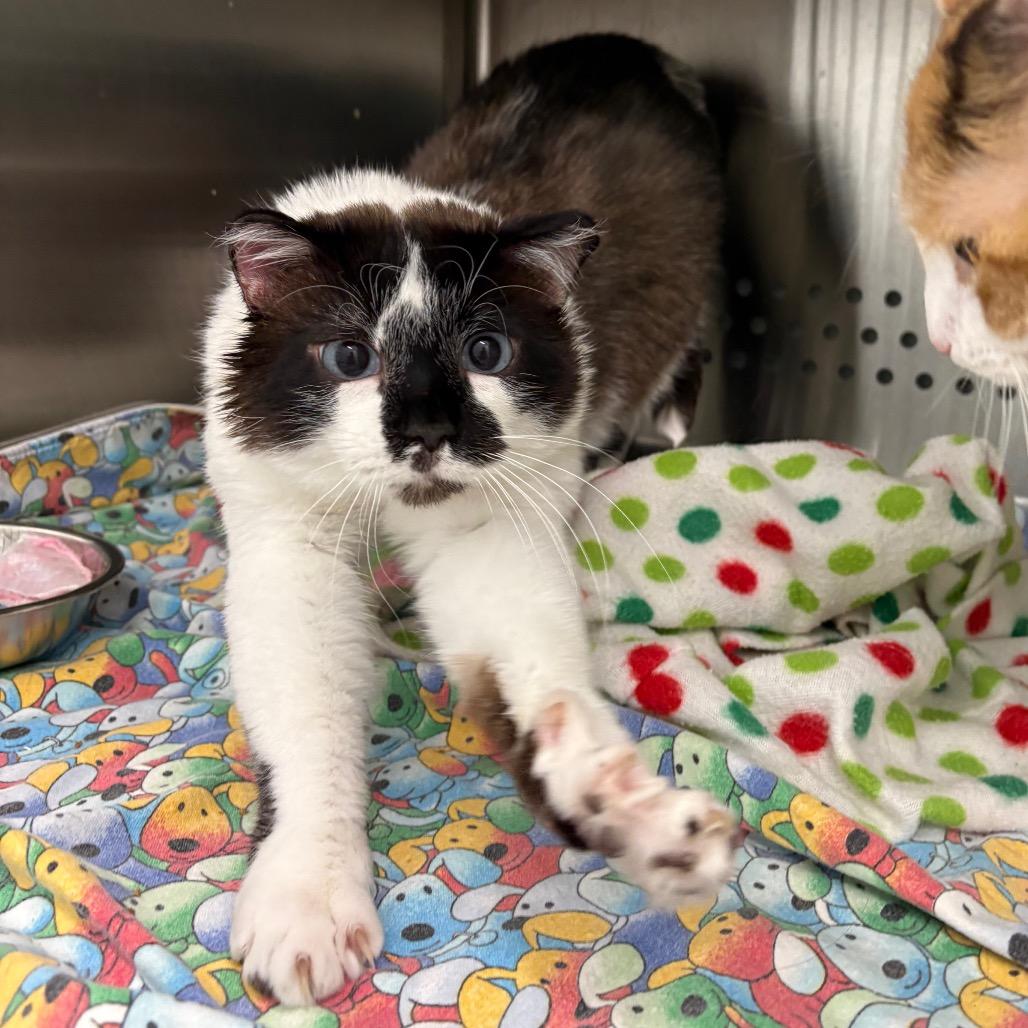 Kiki, Adoptable, Adult Male Domestic Short Hair.