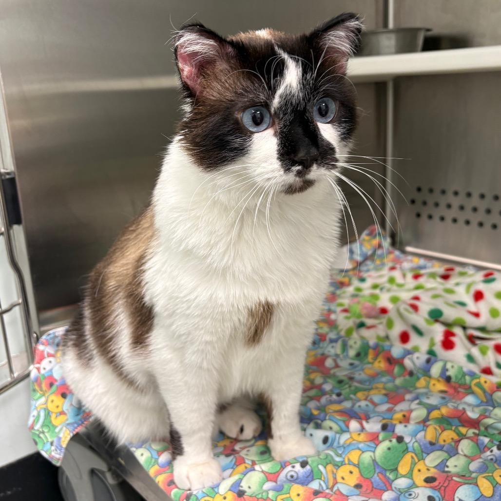 Enlarge Kiki, a Adoptable Domestic Short Hair in Saskatoon, SK image 2/3