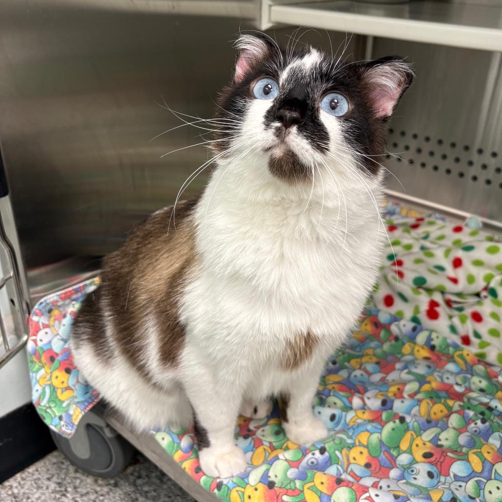 Enlarge Kiki, a Adoptable Domestic Short Hair in Saskatoon, SK image 3/3