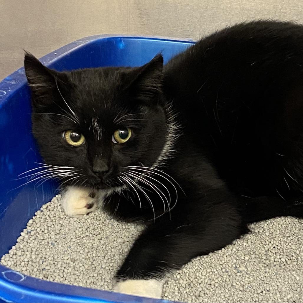 Enlarge Cayenne, a Adoptable Domestic Short Hair in Elbow Lake, MN image 1/1