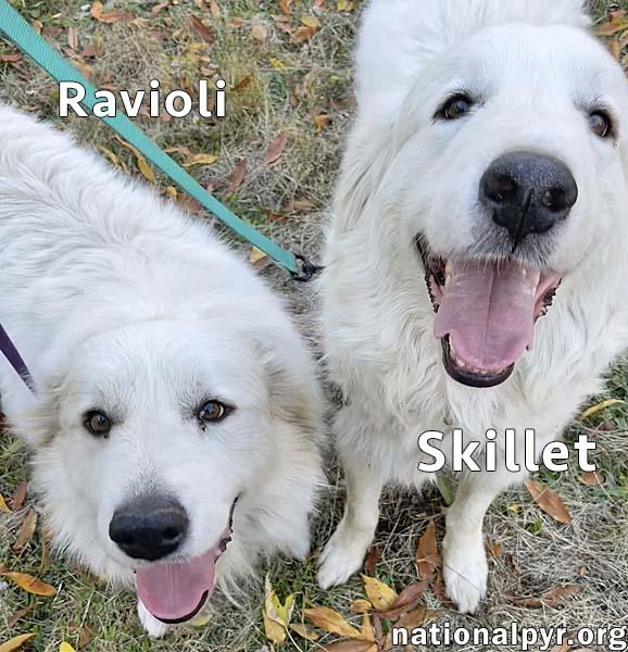 Skillet & Ravioli in IN - Super Affectionate Duo!