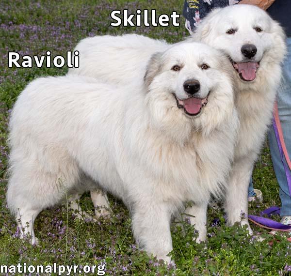 Skillet & Ravioli in IN - Super Affectionate Duo!