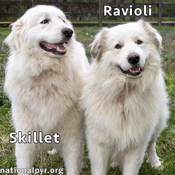 Enlarge Skillet & Ravioli in OH - Super Affectionate Duo!, a Adoptable Great Pyrenees in Bellevue, OH image 2/4