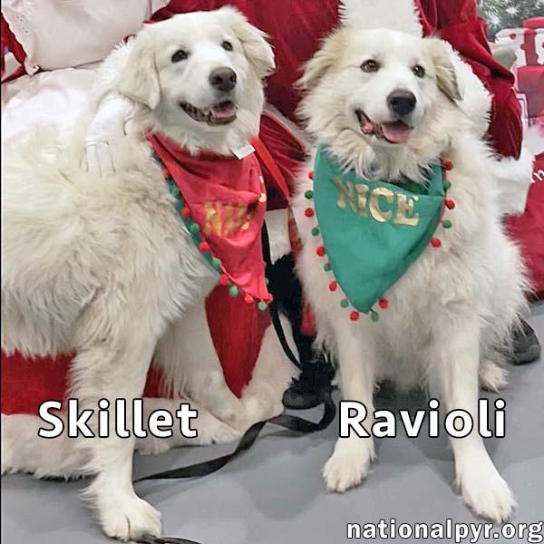 Enlarge Skillet & Ravioli in OH - Super Affectionate Duo!, a Adoptable Great Pyrenees in Bellevue, OH image 3/4