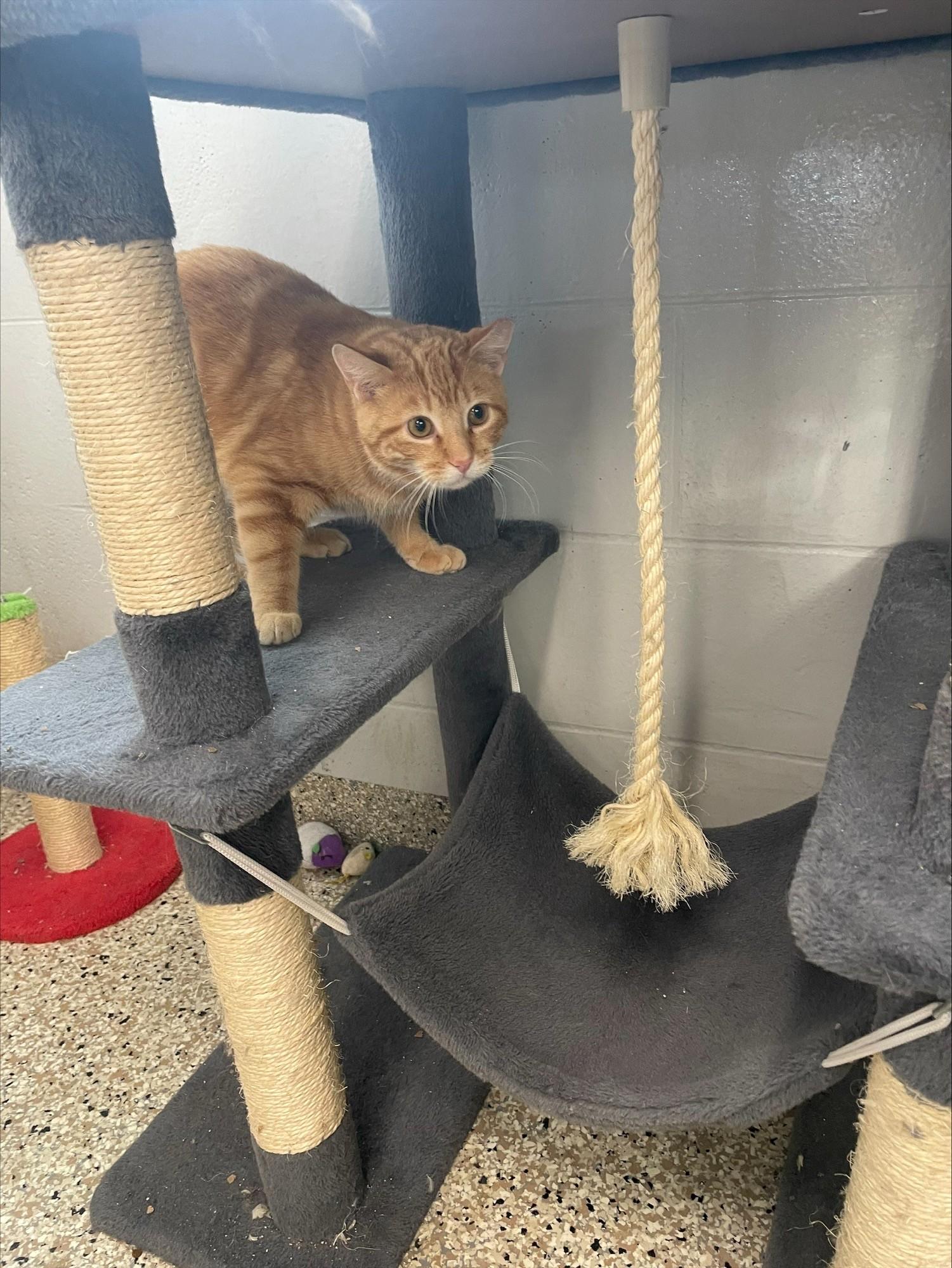 Pumpkin, ADOPTABLE, Young Male Domestic Short Hair.