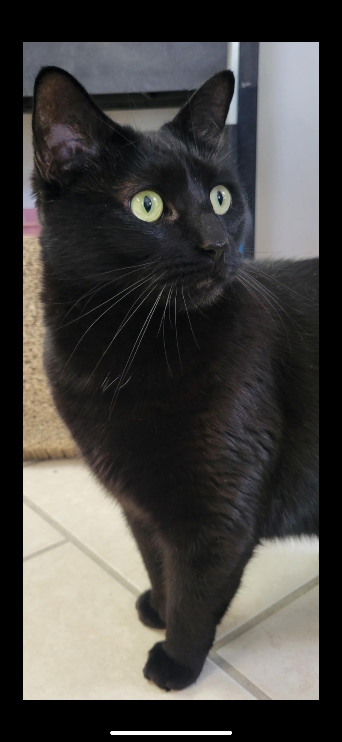 Sharptooth, ADOPTABLE, Adult Male Domestic Short Hair.