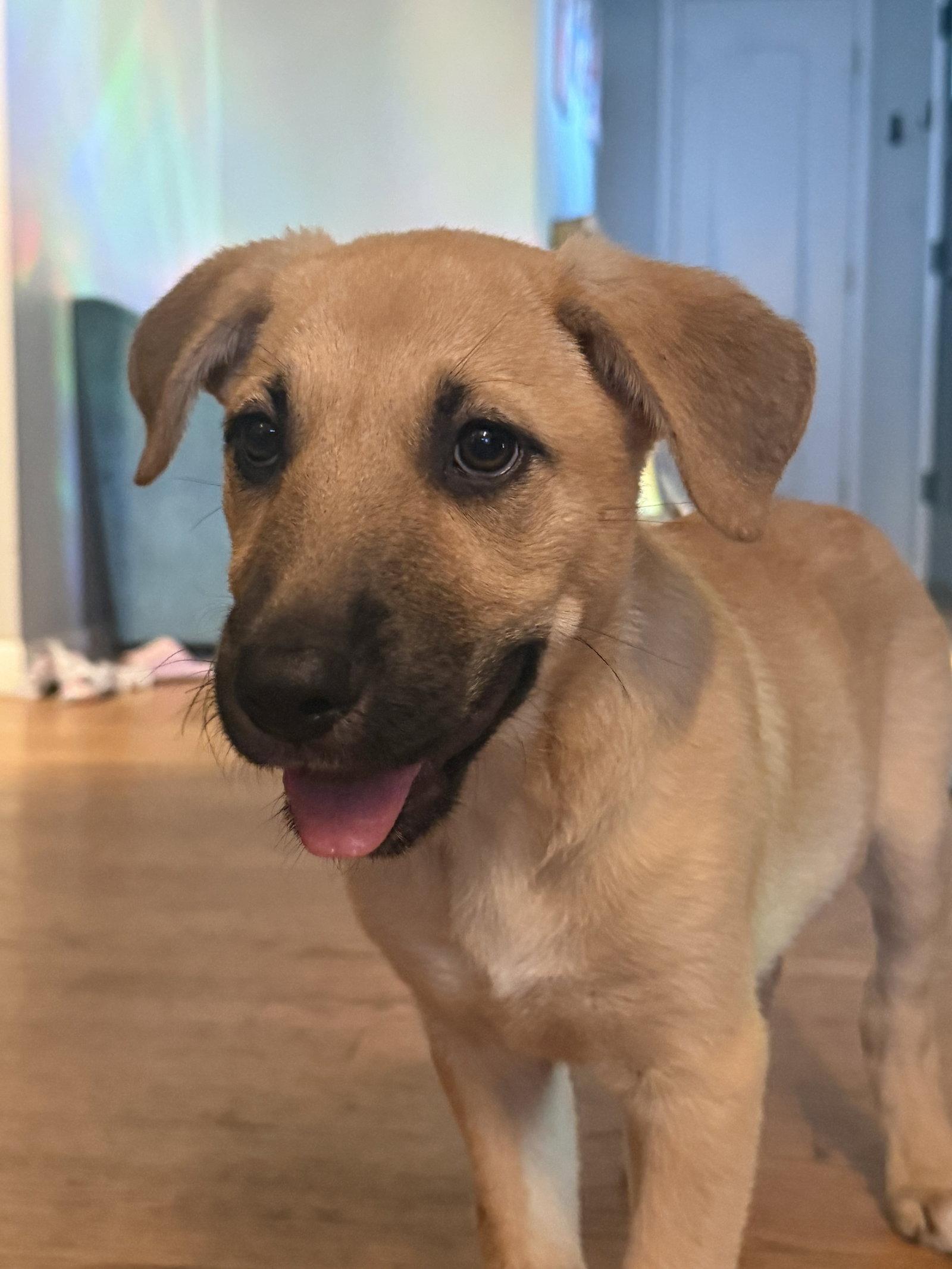 Miso, a Adoptable Shepherd in Hillside, IL image 2/2