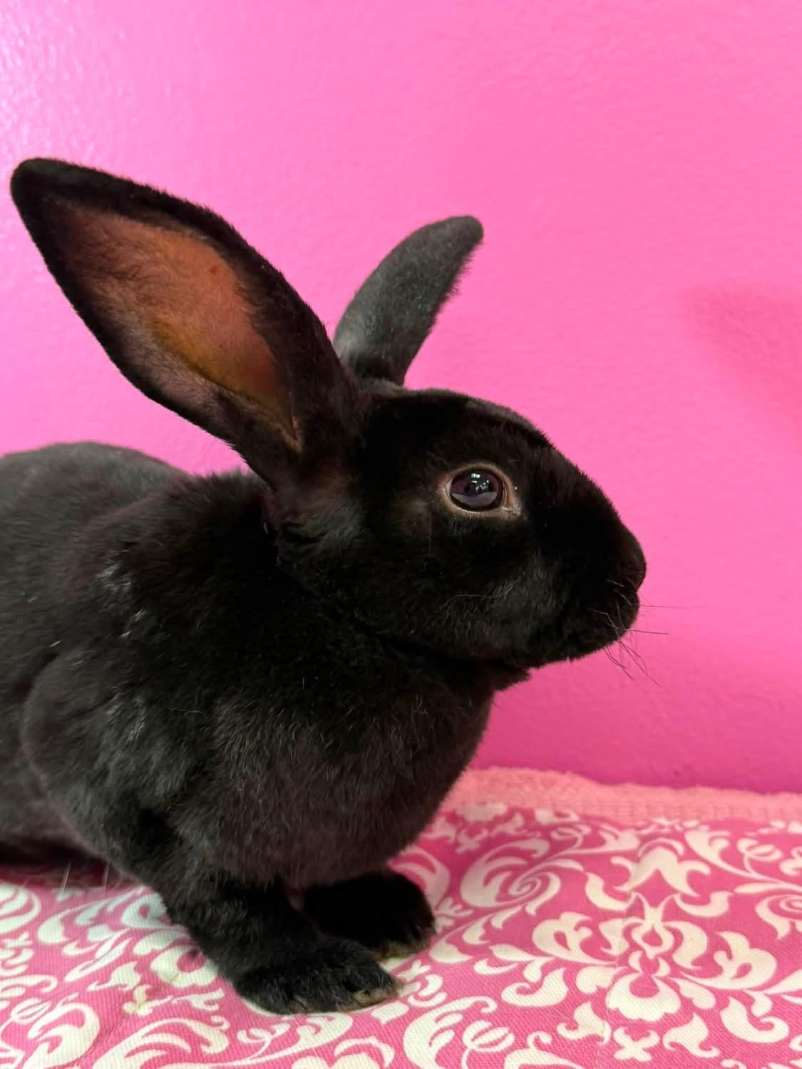 Vortex, ADOPTABLE, Young Female Mini Rex.