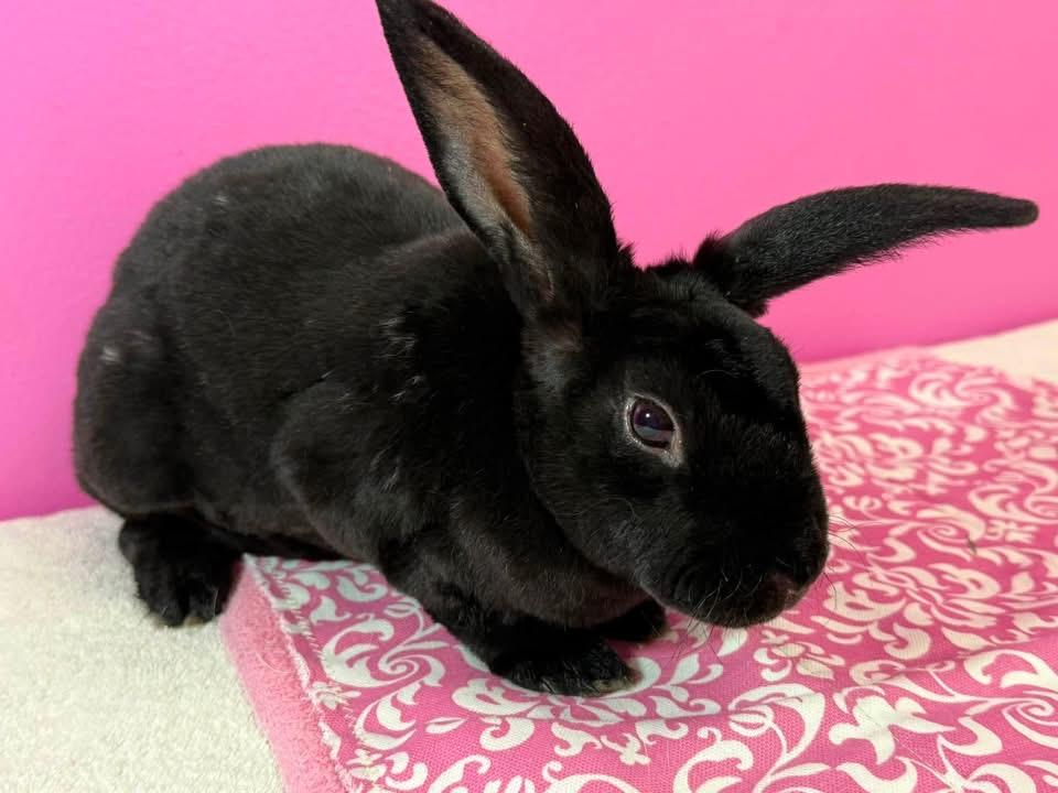 Vortex, a ADOPTABLE Mini Rex in St. Charles, MO image 3/3