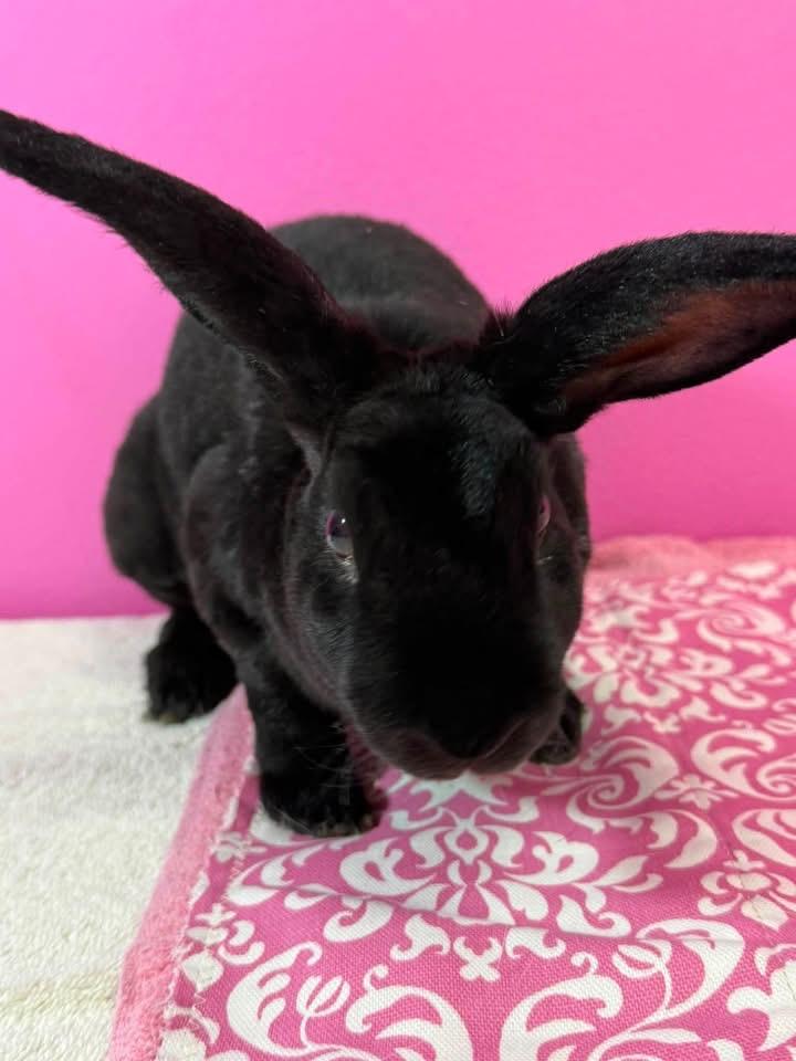 Vortex, a ADOPTABLE Mini Rex in St. Charles, MO image 2/3