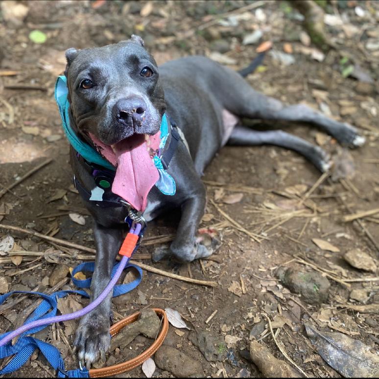 Royalty Rita, Adoptable, Senior Female Terrier.