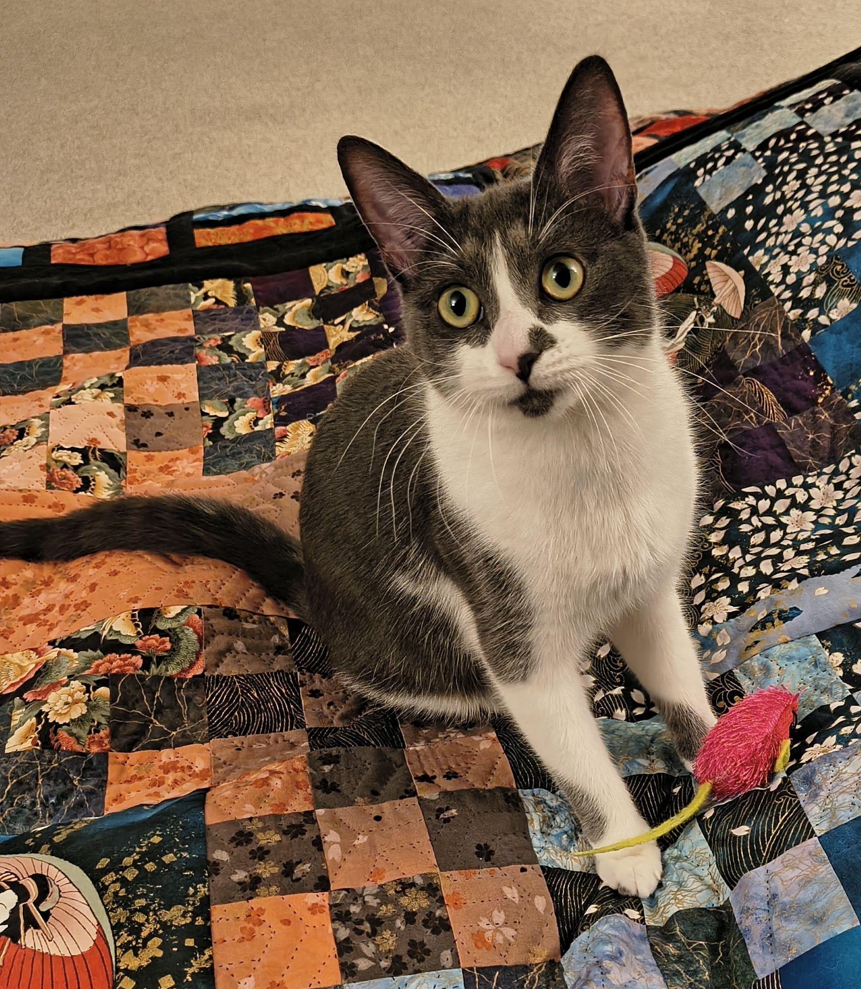 Enlarge Hokori, a ADOPTABLE mixed breed in North Billerica, MA image 1/4