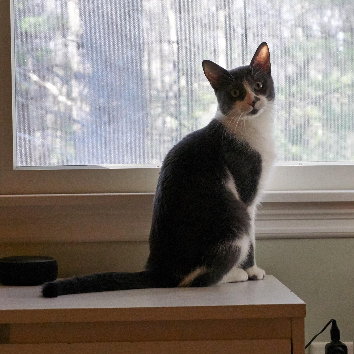 Enlarge Hokori, a ADOPTABLE mixed breed in North Billerica, MA image 2/4