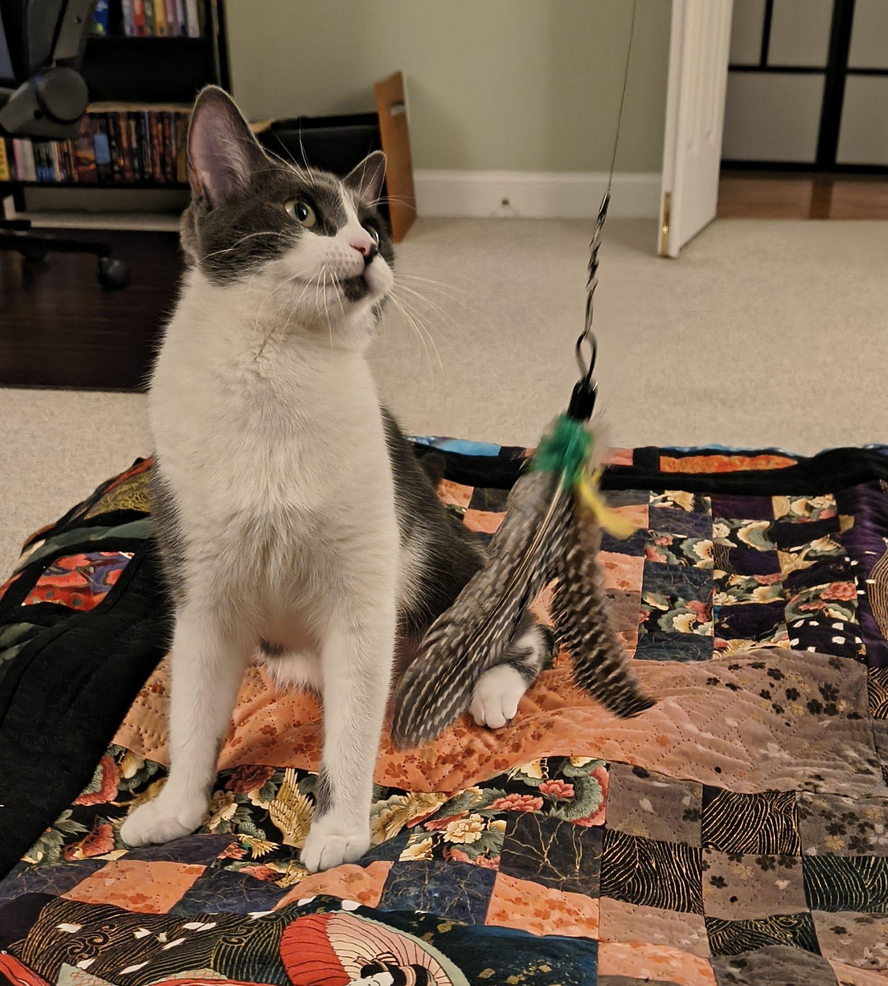 Enlarge Hokori, a ADOPTABLE mixed breed in North Billerica, MA image 3/4