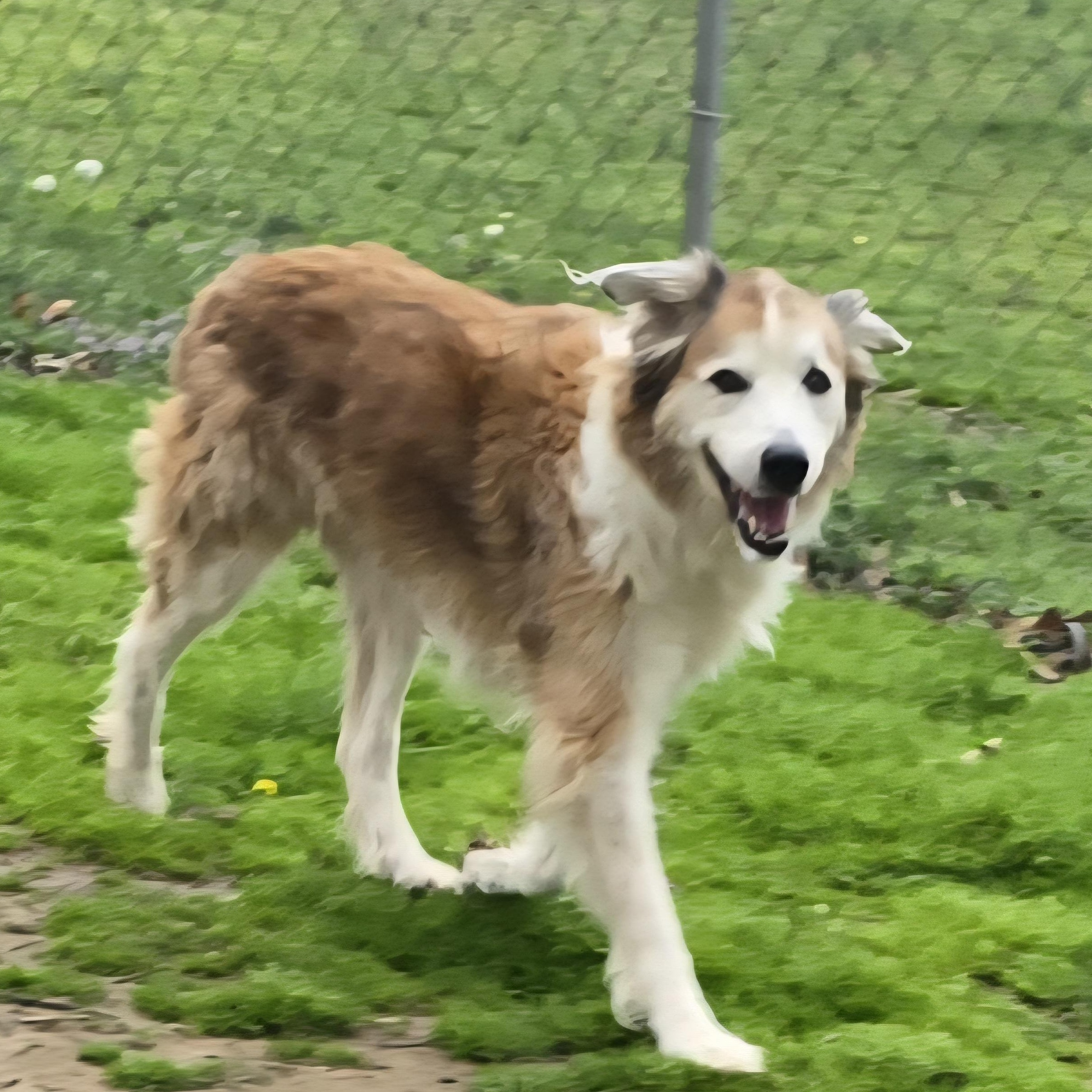 MISS ROUX, a Adoptable mixed breed in Athens, AL image 1/2
