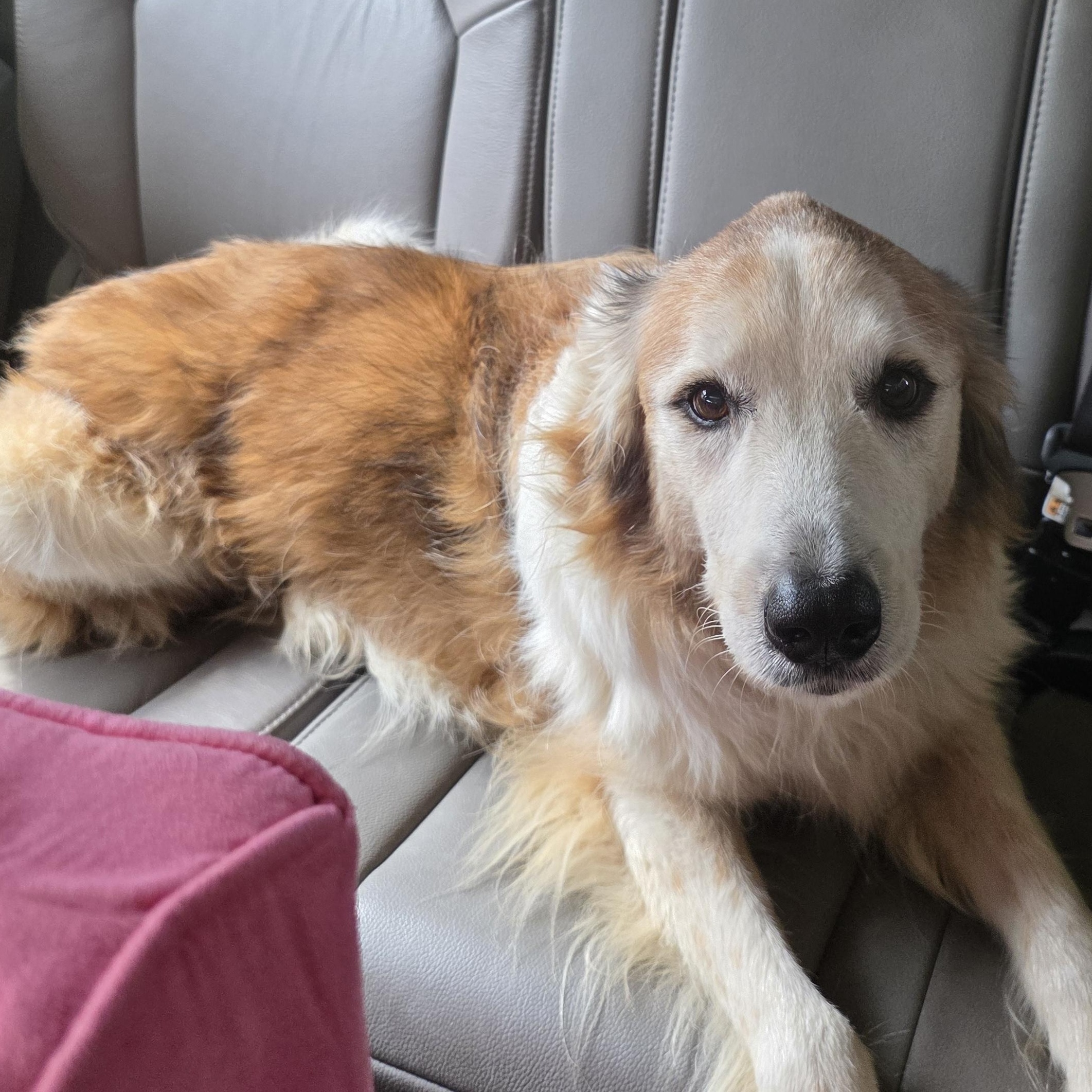 MISS ROUX, a Adoptable mixed breed in Athens, AL image 2/2