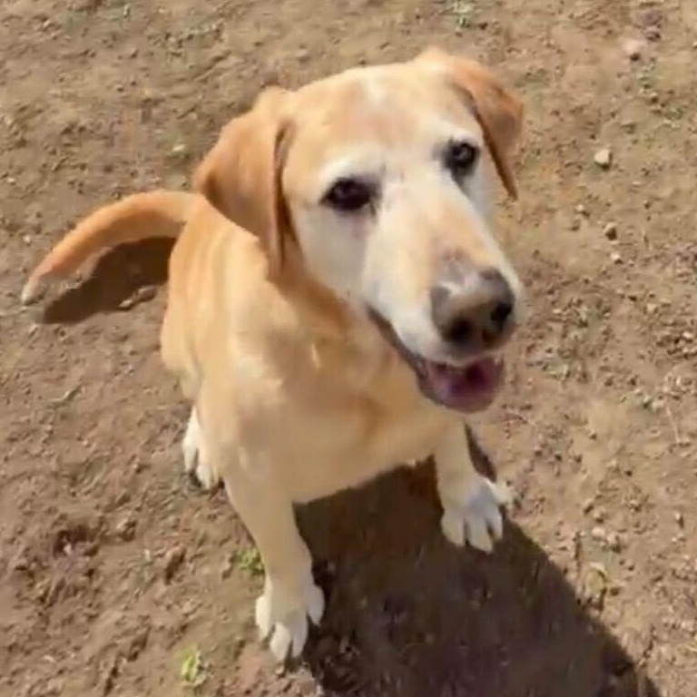 Enlarge Kenny, a Adoptable mixed breed in Ellensburg, WA image 1/1