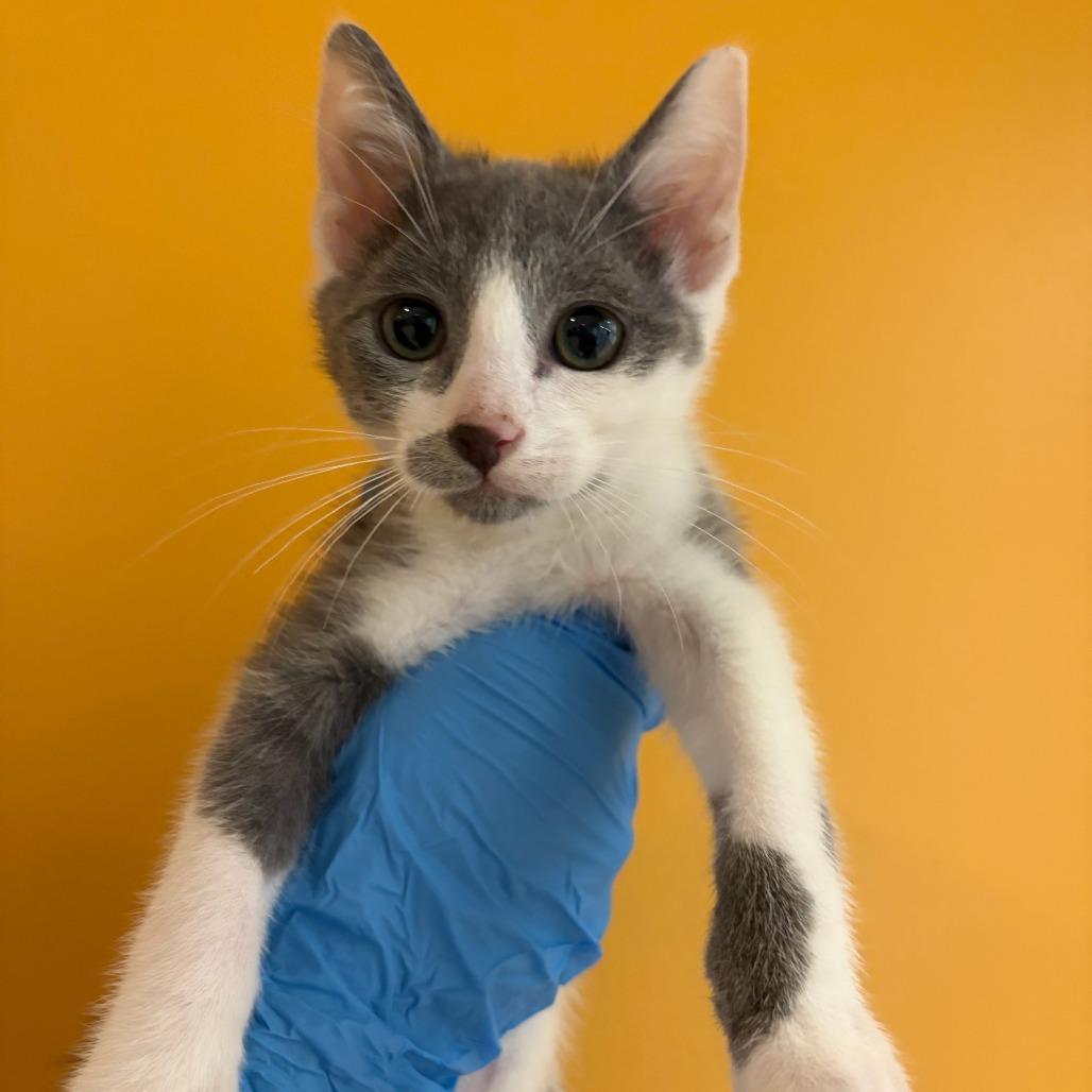 Littlefoot, Adoptable, Kitten Male Domestic Short Hair & Domestic Short Hair.