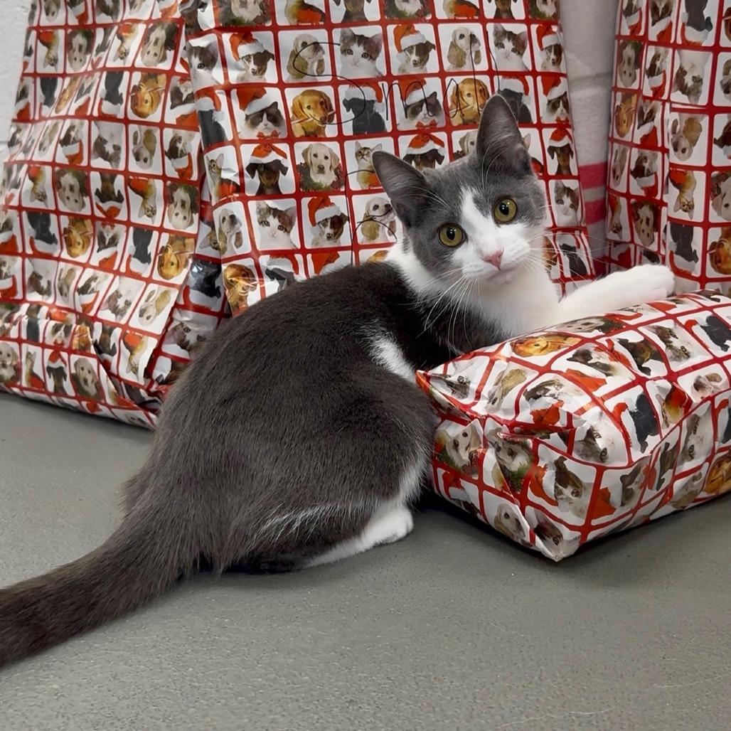 Peanut, Adoptable, Young Female Domestic Short Hair.