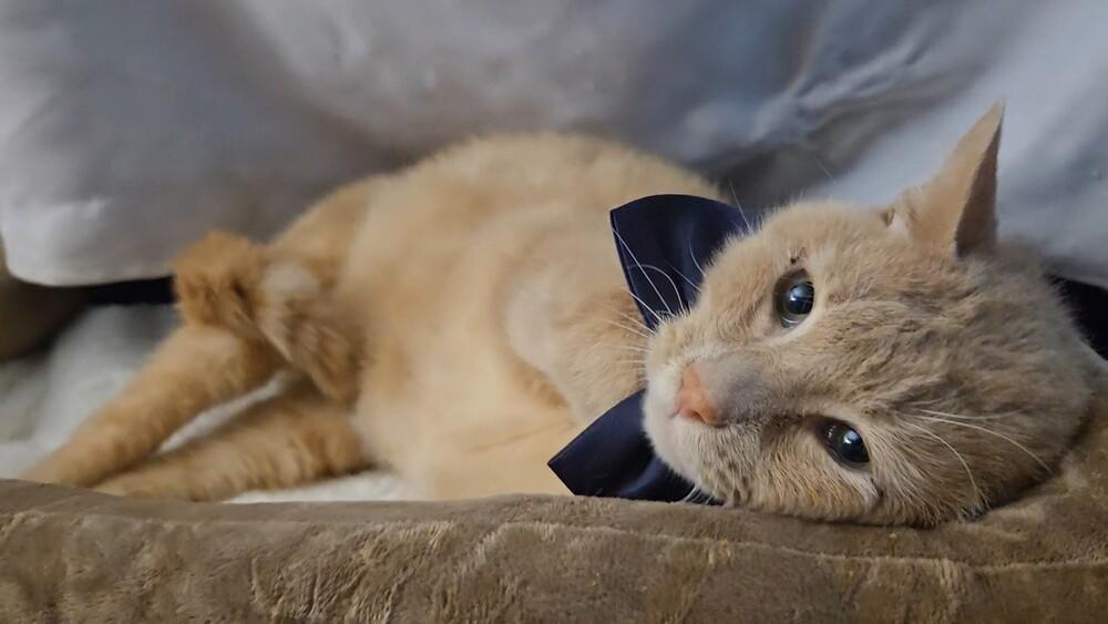 Enlarge Biscuits, an adopted Domestic Short Hair in Carrollton, TX image 1/1