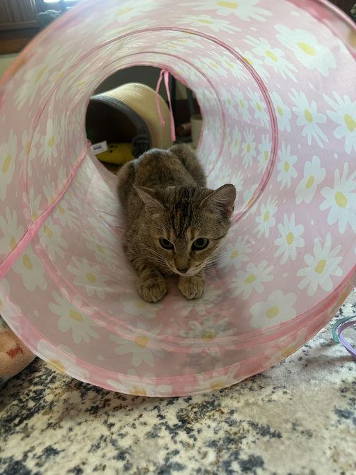 Enlarge Marie, a Adoptable mixed breed in Mexico, MO image 3/4