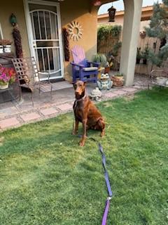Girleen, a Adopted Doberman Pinscher in Albuquerque, NM image 1/3