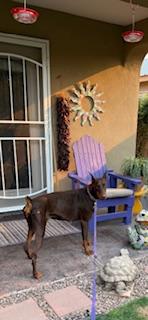 Girleen, a Adopted Doberman Pinscher in Albuquerque, NM image 2/3