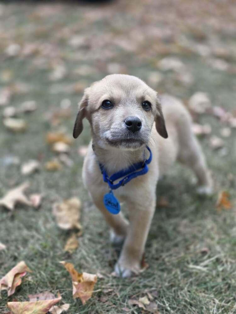 Boo, Adoptable, Puppy Male Australian Shepherd.