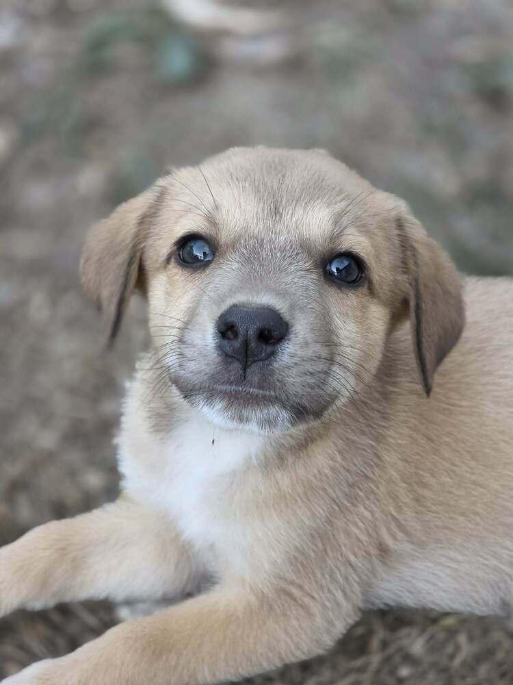 Enlarge Boo, a Adoptable mixed breed in Troy, IL image 2/6