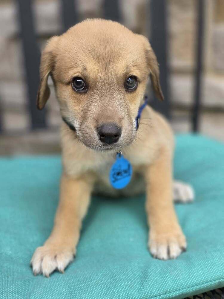 Enlarge Boo, a Adoptable mixed breed in Troy, IL image 3/6
