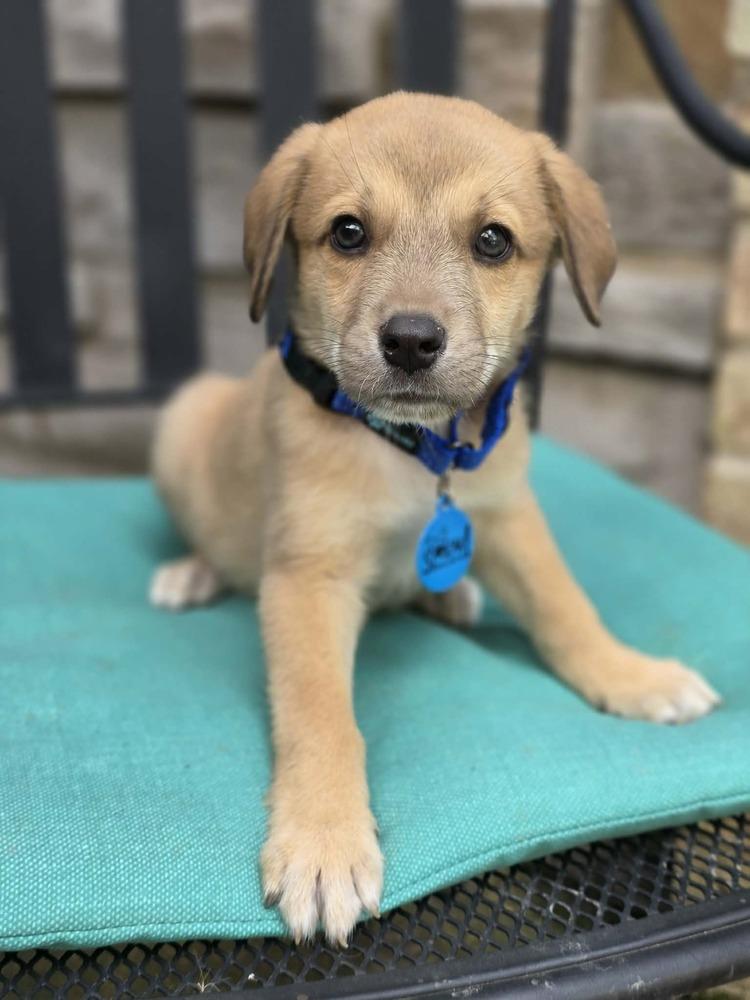 Enlarge Boo, a Adoptable mixed breed in Troy, IL image 4/6