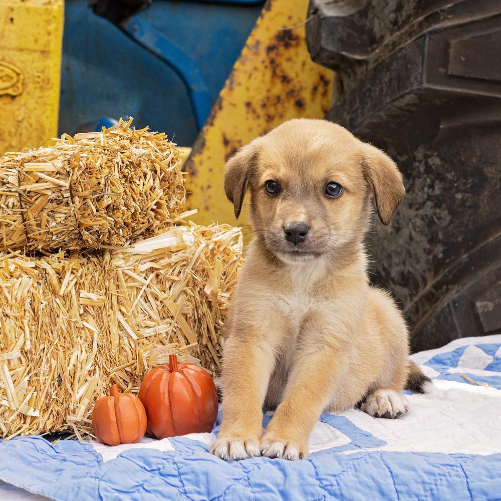 Enlarge Boo, a Adoptable mixed breed in Troy, IL image 5/6