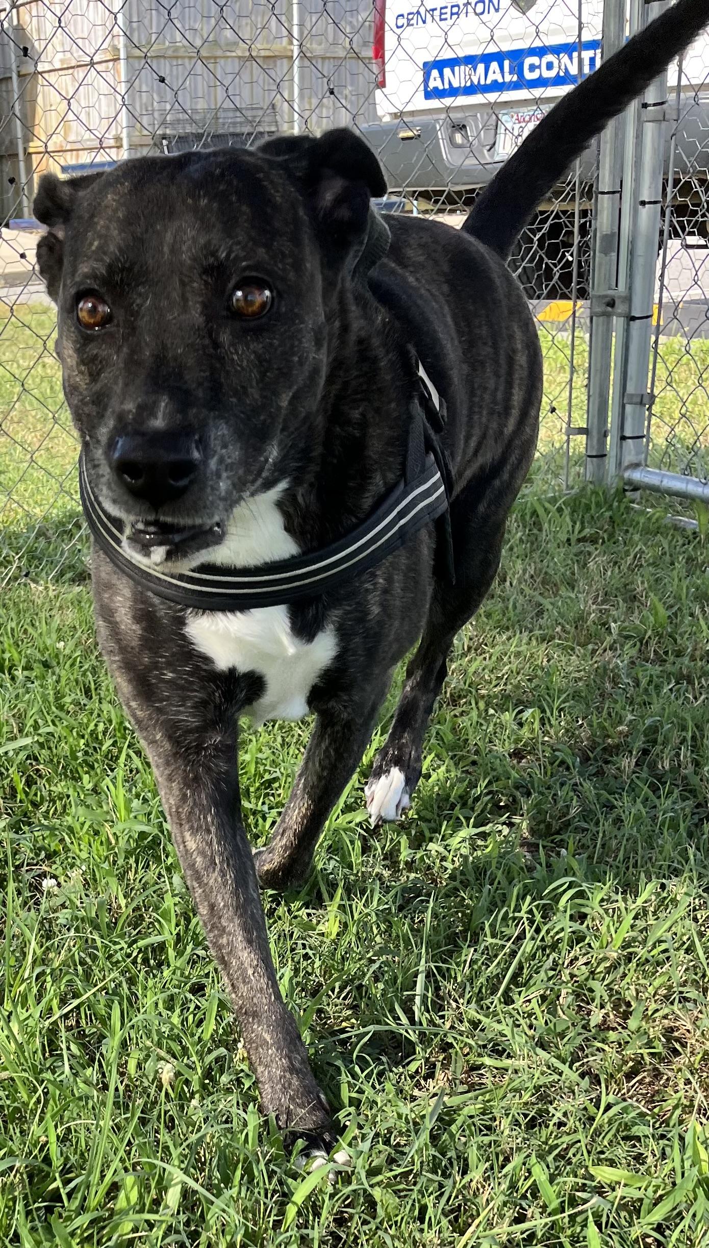 Enlarge Luna, a ADOPTABLE mixed breed in Centerton, AR image 3/3