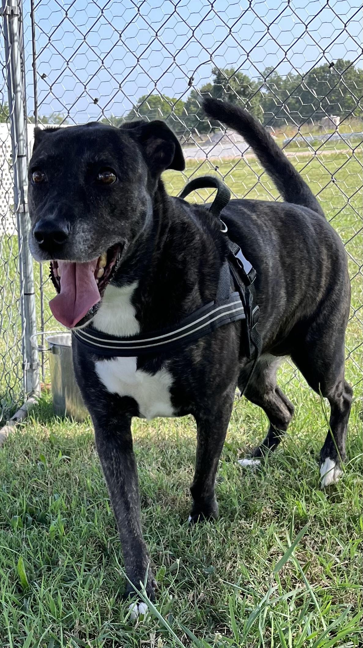 Enlarge Luna, a ADOPTABLE mixed breed in Centerton, AR image 2/3