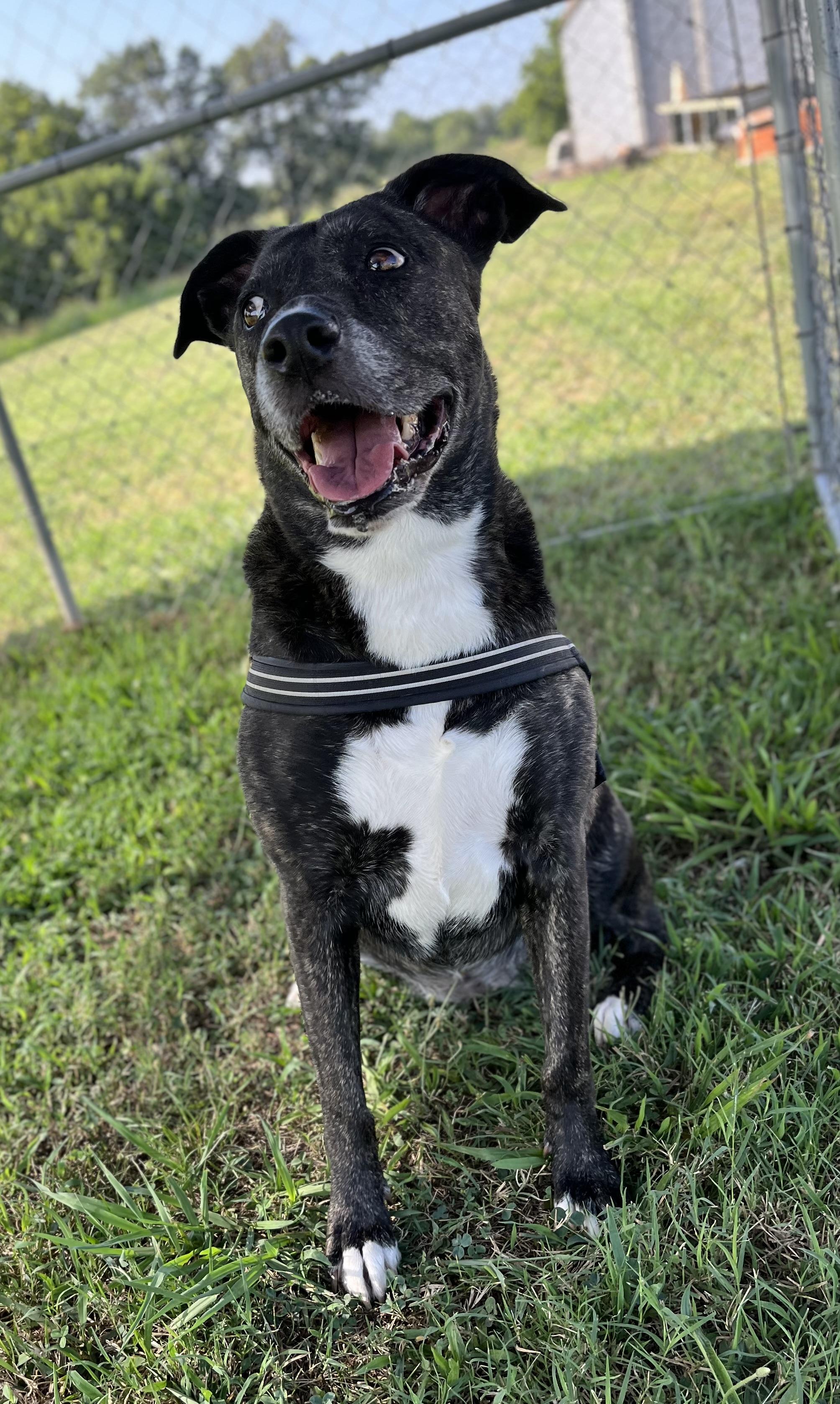 Luna, ADOPTABLE, Senior Female Plott Hound.