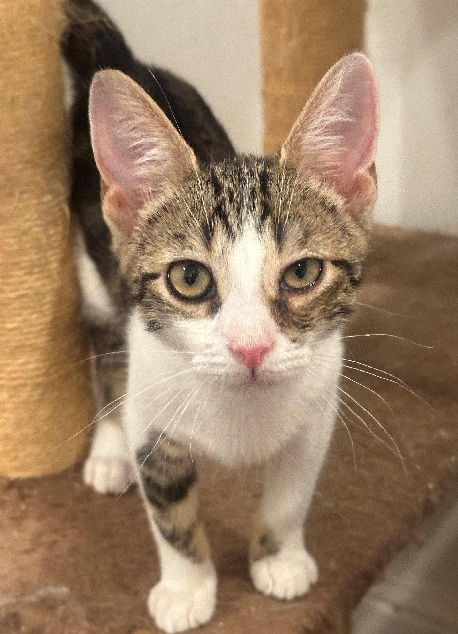 Percy, Adoptable, Kitten Male Tabby & Domestic Short Hair.