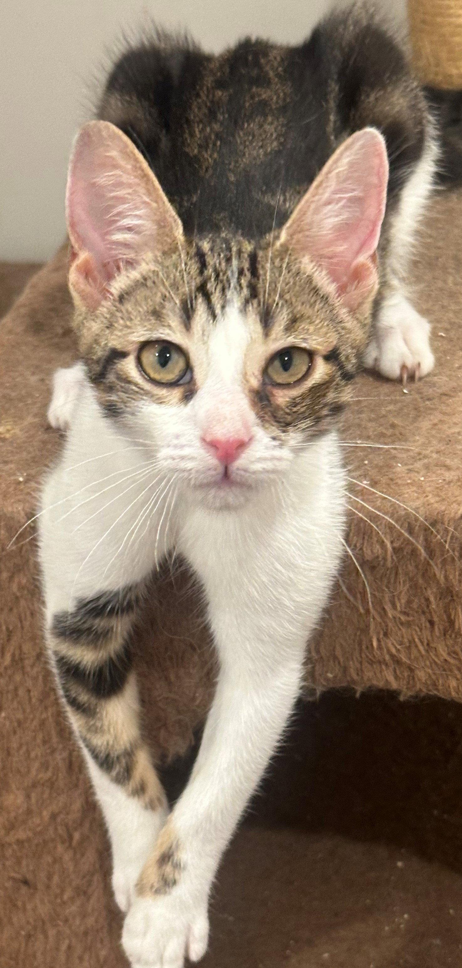 Enlarge Percy, a Adoptable mixed breed in Palo Alto, CA image 2/3