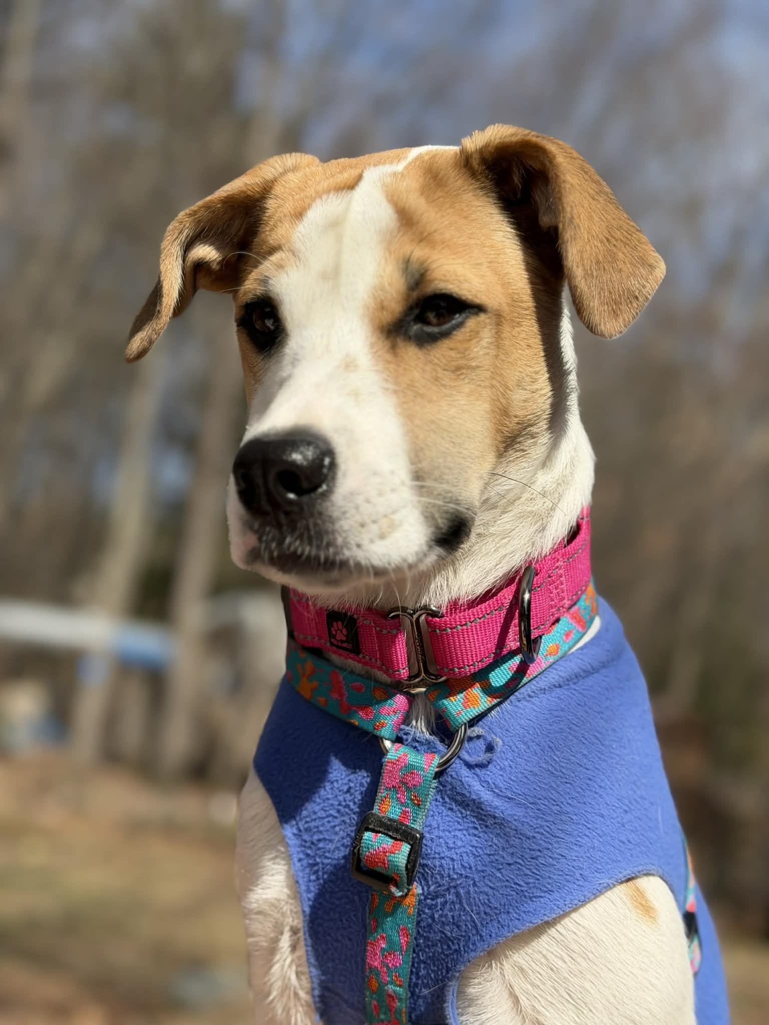 Enlarge JILLY, a ADOPTABLE mixed breed in Essex Junction, VT image 4/6