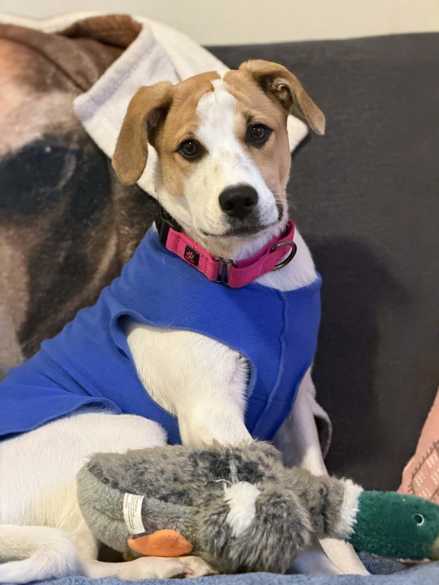 Enlarge JILLY, a ADOPTABLE mixed breed in Essex Junction, VT image 1/6