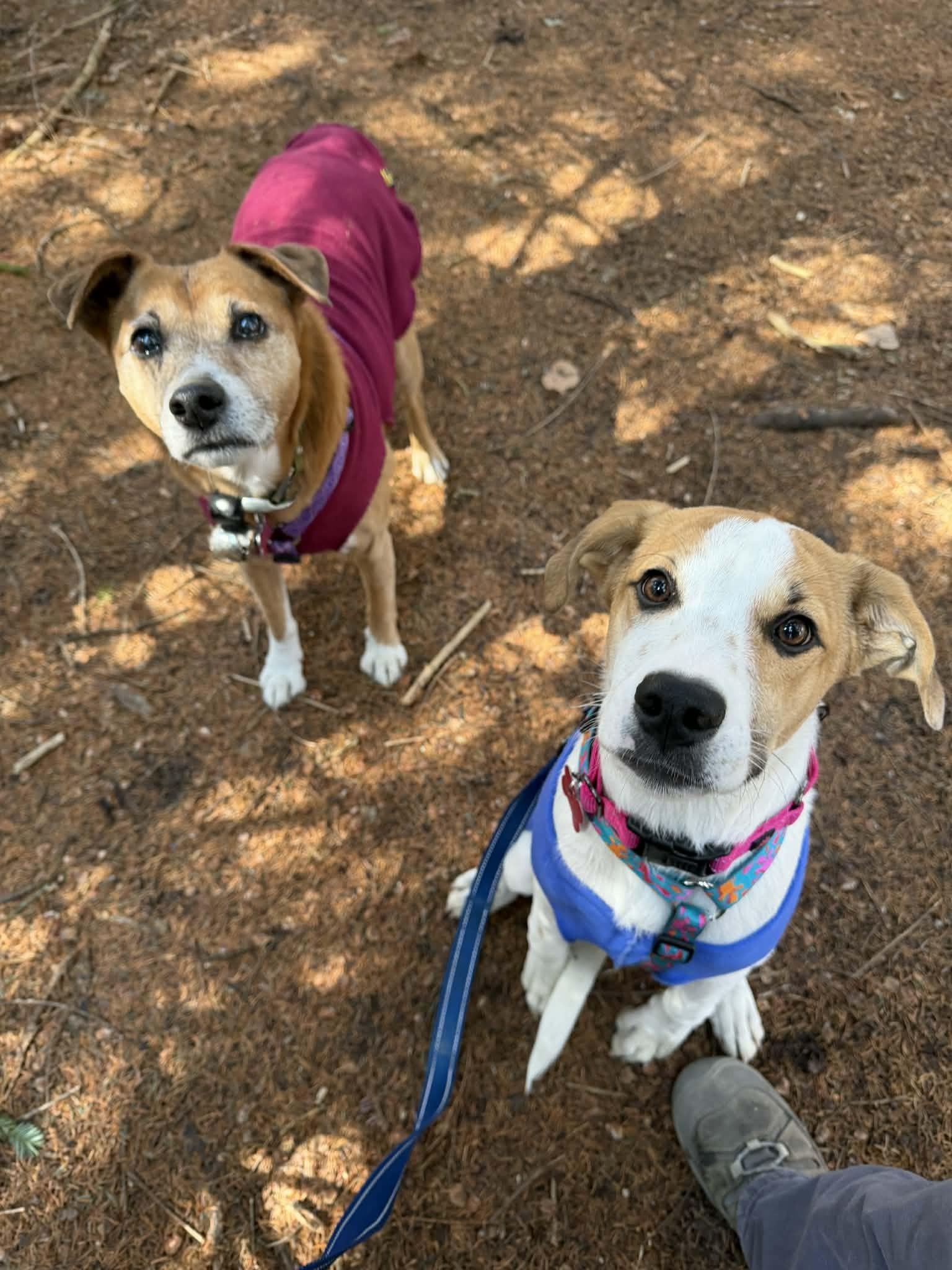 Enlarge JILLY, a ADOPTABLE mixed breed in Essex Junction, VT image 6/6