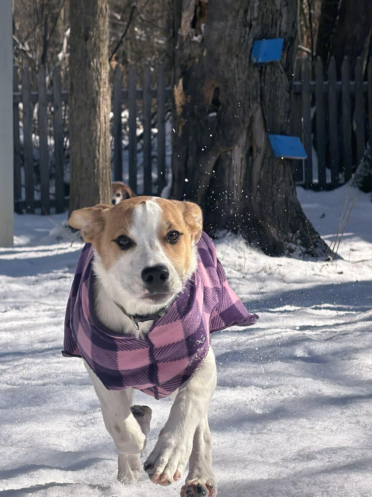 Enlarge JILLY, a ADOPTABLE mixed breed in Essex Junction, VT image 3/6