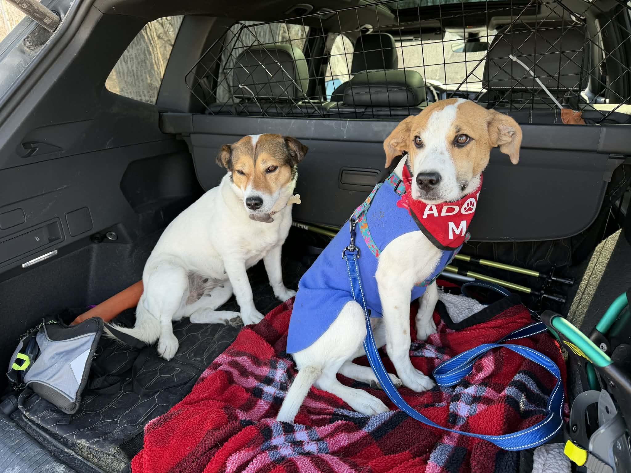 Enlarge JILLY, a ADOPTABLE mixed breed in Essex Junction, VT image 5/6