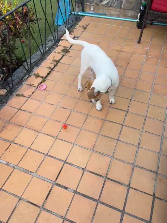 Enlarge JILLY, a ADOPTABLE mixed breed in Essex Junction, VT video 2/6