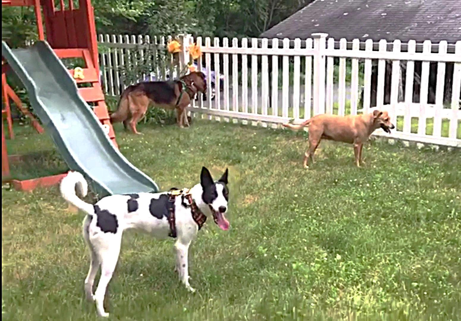 The Marvelous Ms. MEENA, an adoptable Canaan Dog, Saluki in Amsterdam, NY, 12010 | Photo Image 5