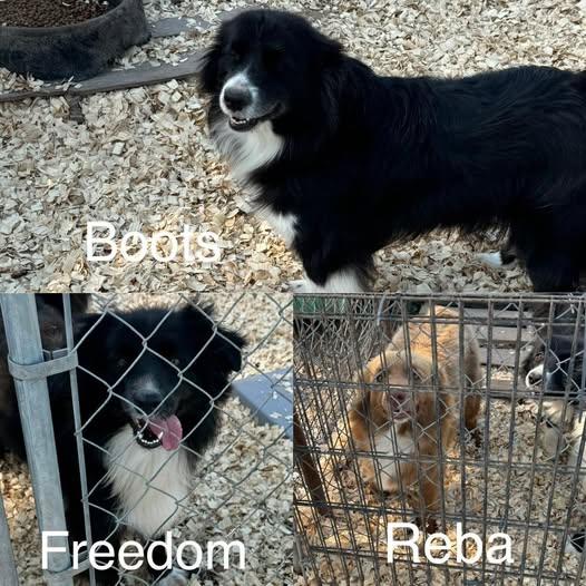 Freedom, an adoptable Australian Shepherd in Halifax , NS_image-1